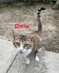 Sheila_name3