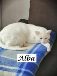 Alba2