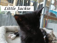 Little Jackie