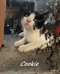 Cookie_20231016_174438