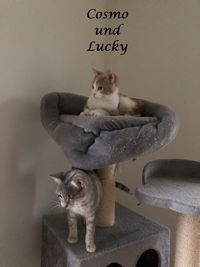 Cosmo und Lucky