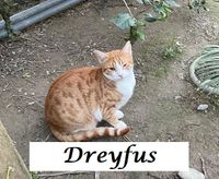 Dreyfus4