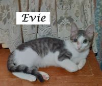 Evie1