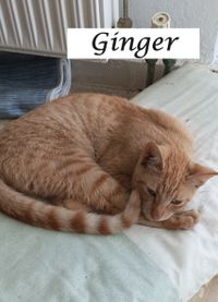 Ginger_1