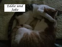 Eddie und Jake