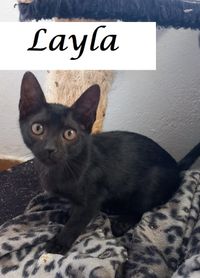 Layla1