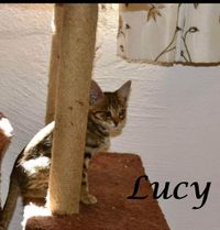Lucy2