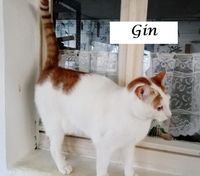 Gin1