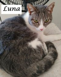 Luna1