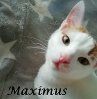 Maximus1