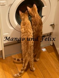 Mango und Felix